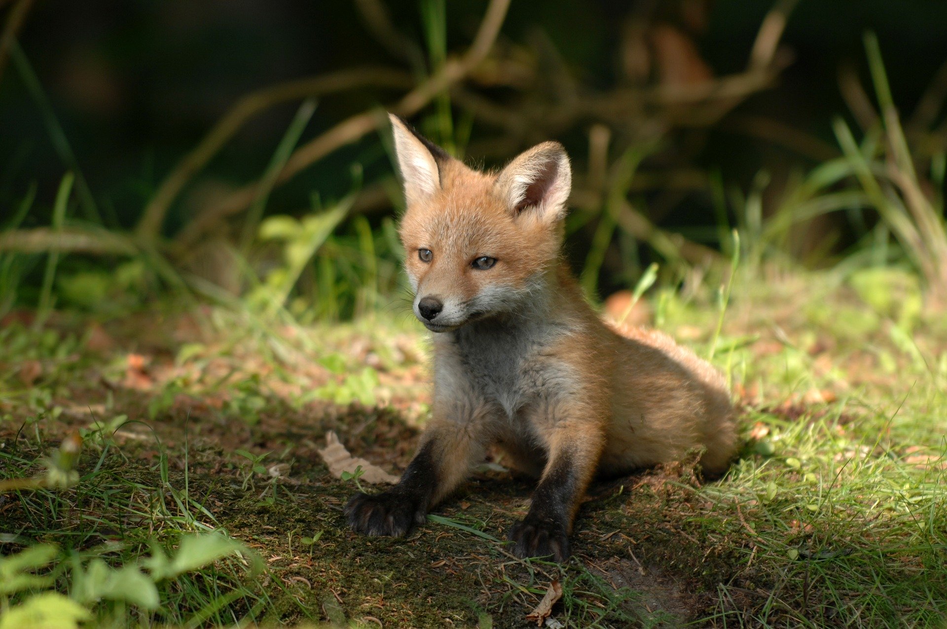 Wildlife Warriors